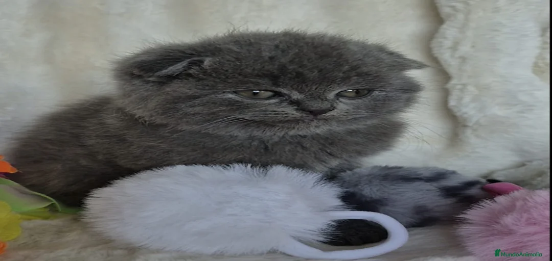 Imagen de galería {{count}}