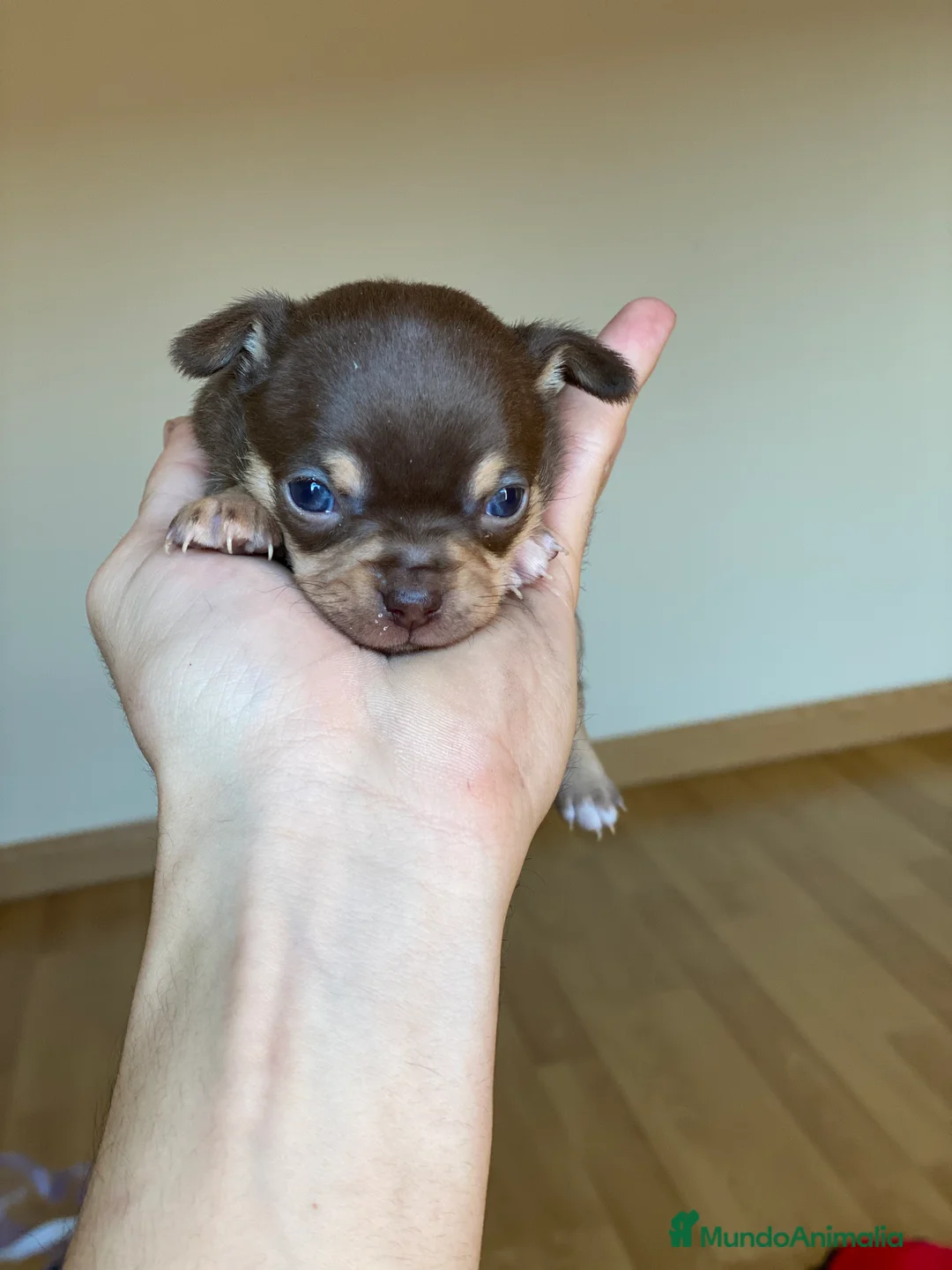 Chihuahua perros en venta: Chihuahuas miniatura!!  en Ciudad Real - Anuncio 7