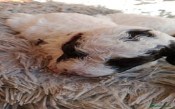 Perro de Agua Español perros en venta: Hembras perro de aguas - Imagen 2