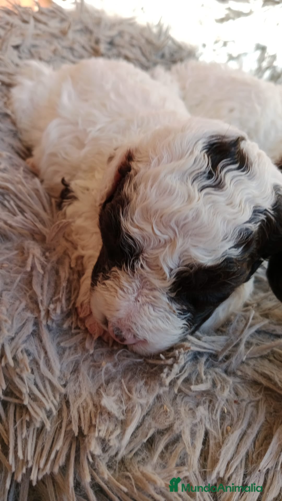 Perro de Agua Español perros en venta: Hembras perro de aguas - Imagen 2
