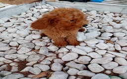 Caniche Enano perros en venta: CANICHE ENANO ROJO - Imagen 4