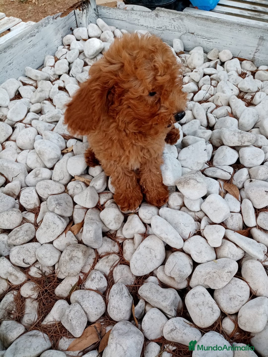 Caniche Enano perros en venta: CANICHE ENANO ROJO - Imagen 4
