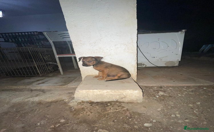 Pinscher Miniatura perros - Propaganda 2