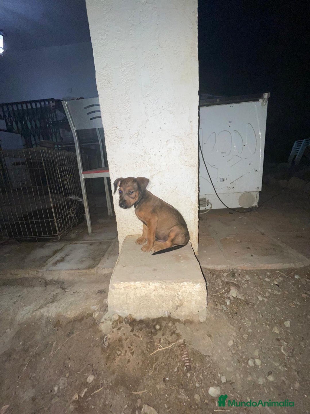 Pinscher Miniatura perros en adopcion: Mestizo mini pincher  - Imagen 1