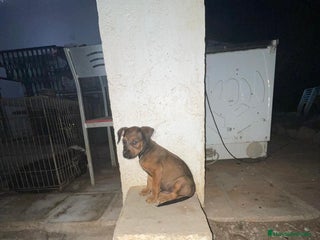 Pinscher Miniatura perros - Anuncio 2