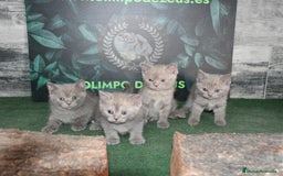 Británico de Pelo Corto Azul gatos en venta: British shorthair  - Imagen 1