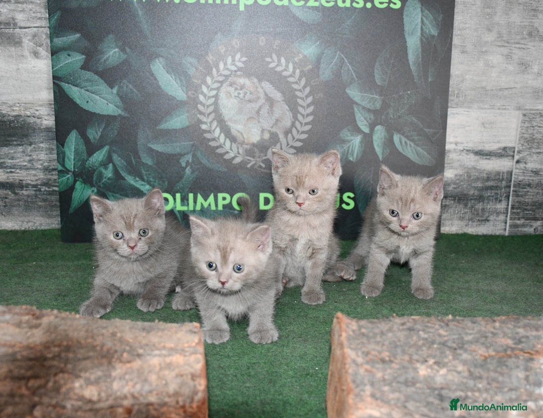 Británico de Pelo Corto Azul gatos en venta: British shorthair  - Imagen 1