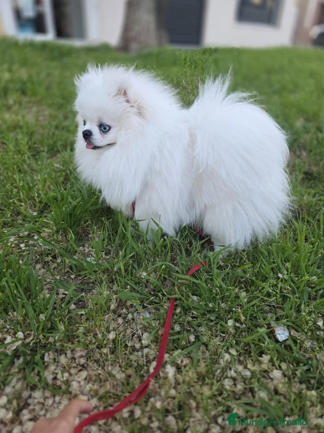 Pomerania perros en venta: Pomerania - Anuncio 2