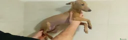 Pequeño Lebrel Italiano perros en venta: GALGO RETRIEVER ENANO ISABELINO - Anuncio 2