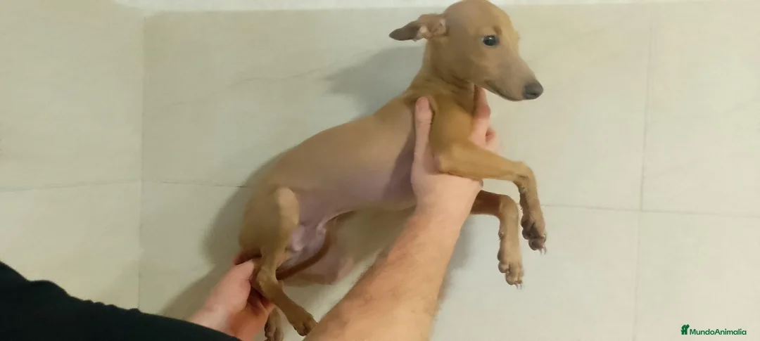 Pequeño Lebrel Italiano perros en venta: GALGO RETRIEVER ENANO ISABELINO - Anuncio 2