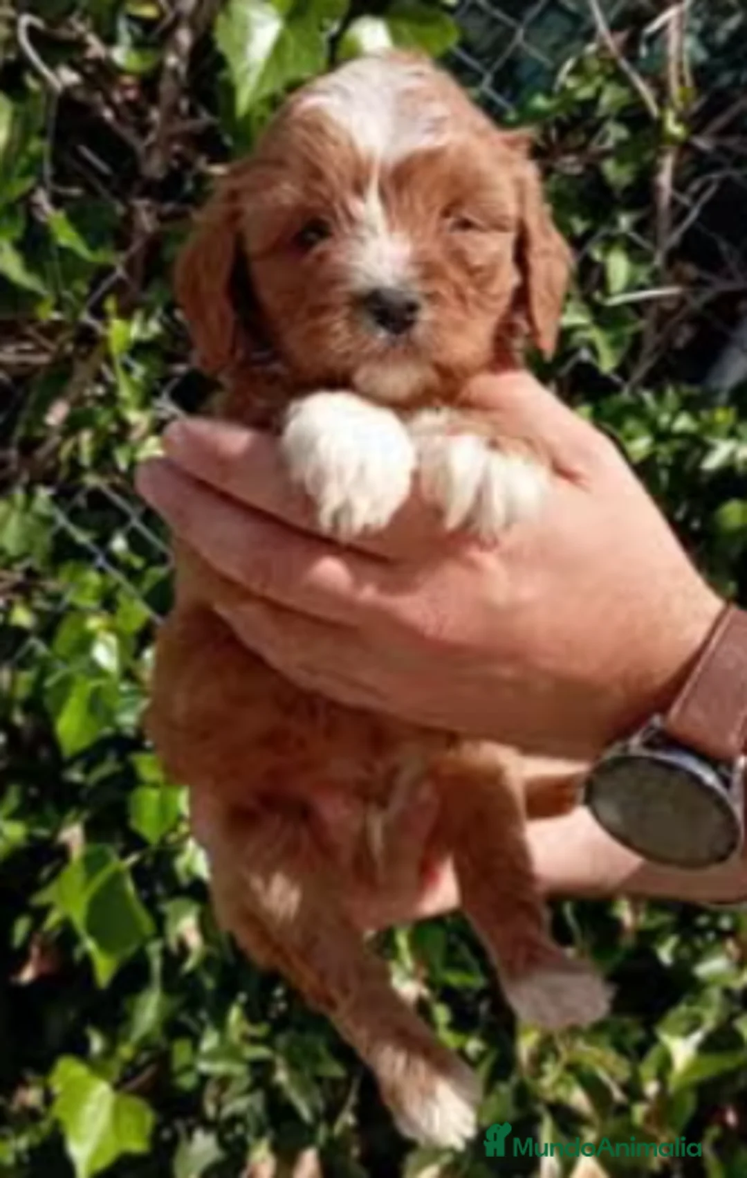 Cavapoo perros en venta: CAVAPOO - Anuncio 1