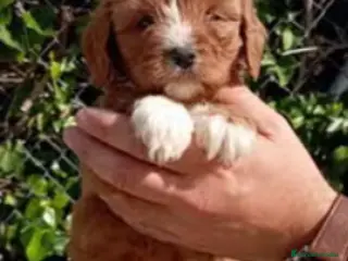 Cavapoo perros CAVAPOO - Anuncio 3