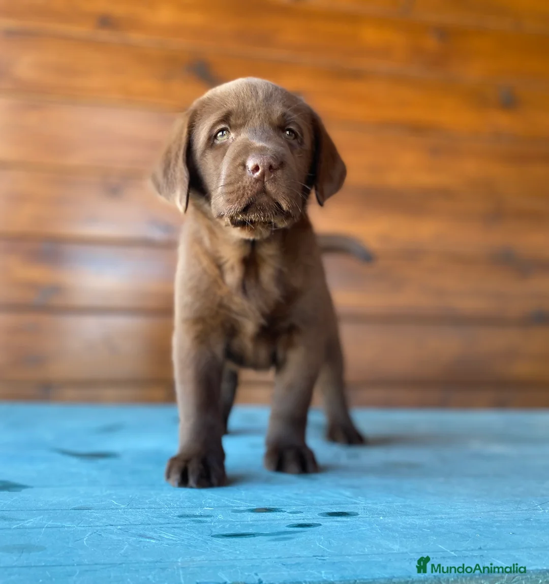 Labrador Retriever perros en venta: Labrador Chocolate cachorros  en Madrid - Anuncio 4