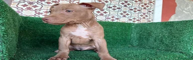 American Pit Bull Terrier 1