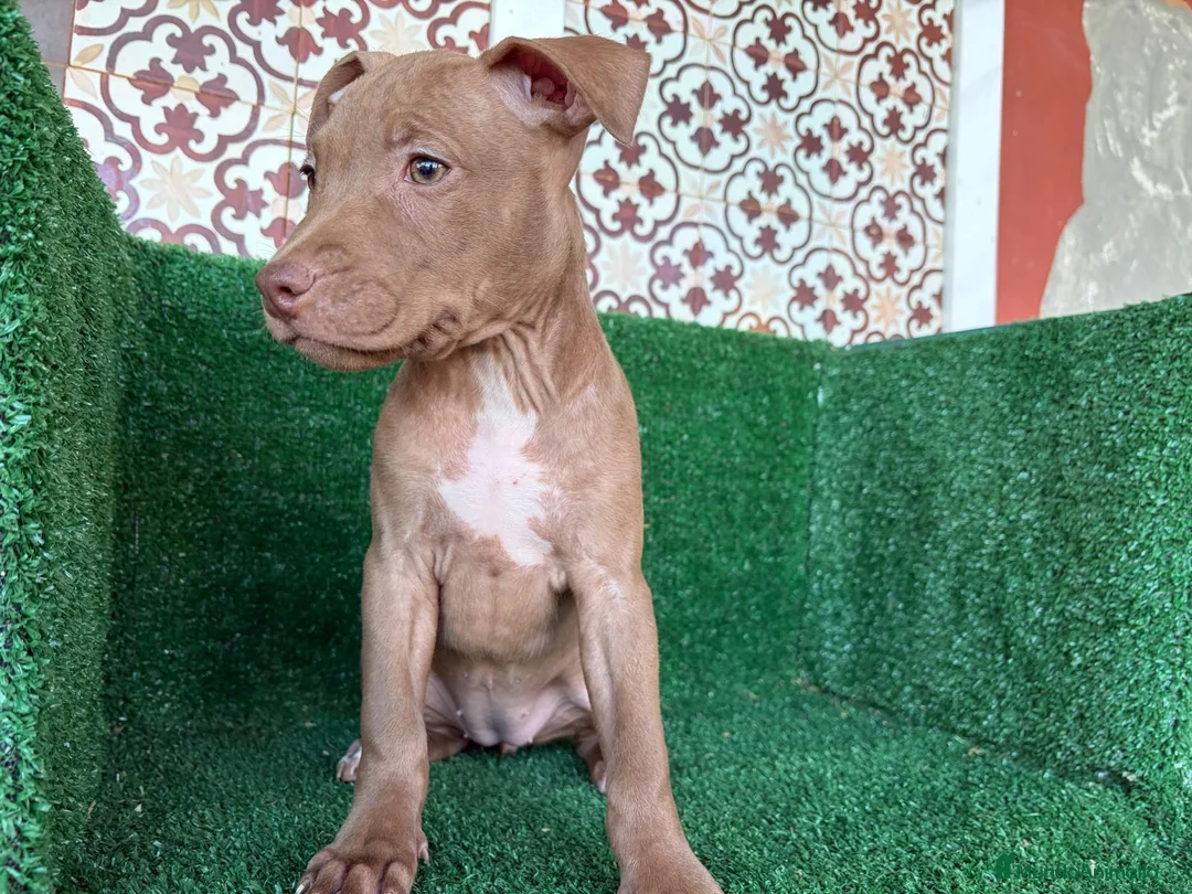 American Pit Bull Terrier perros en venta: pitbull - Anuncio 2