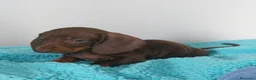 Teckel Miniatura perros en venta: Disponible Teckel mini chocolate  - Anuncio 2