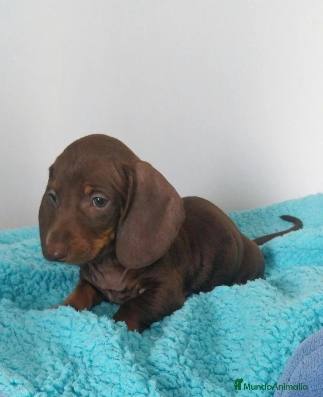 Teckel Miniatura perros en venta: Disponible Teckel mini chocolate  - Anuncio 2