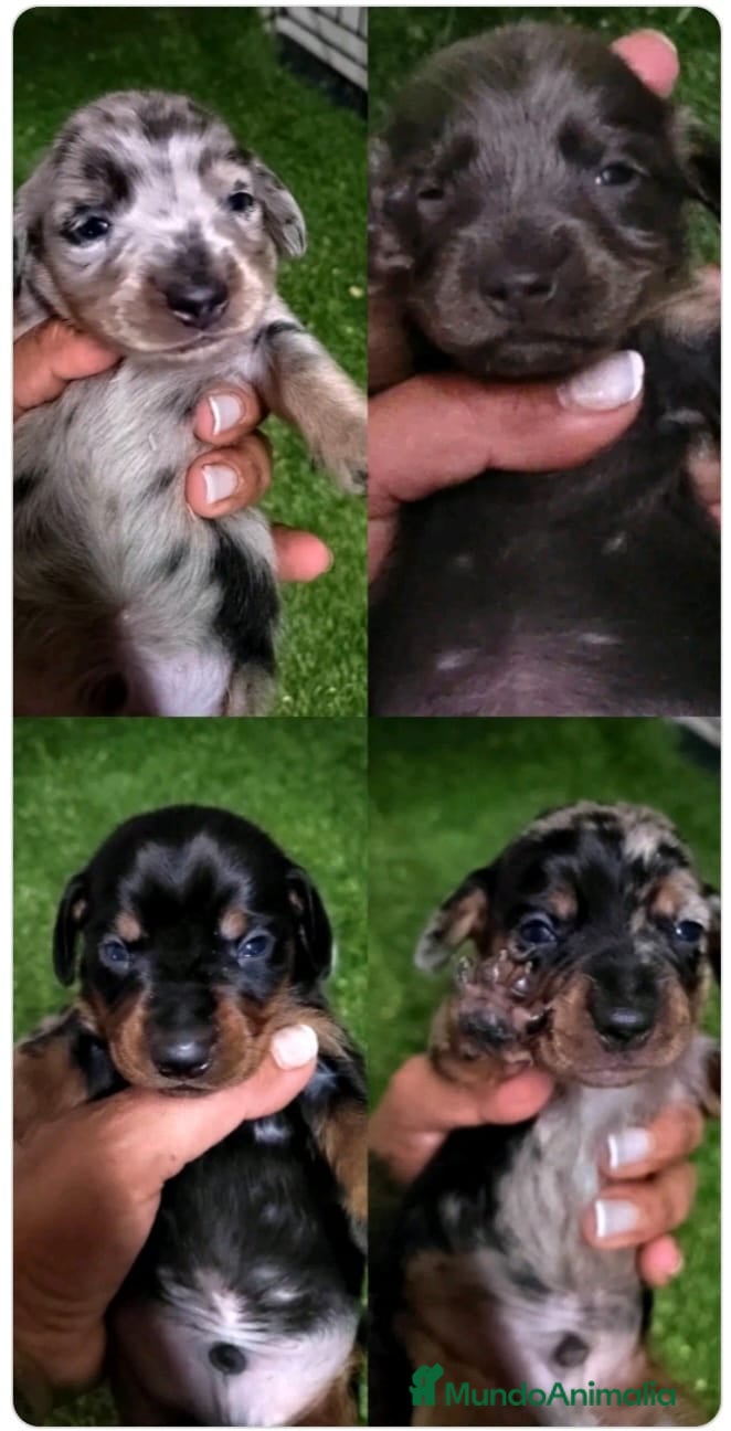 Teckel Miniatura perros Camada de Teckel Arlequin Miniatura - Anuncio 9