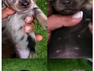 Teckel Miniatura perros Camada de Teckel Arlequin Miniatura - Anuncio 9