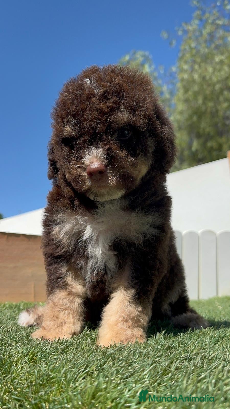 Perro de Agua Español perros en venta: PERRO DE AGUA ESPAÑOL - Anuncio 20