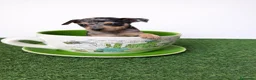 Ratón de Praga perros en venta: RATON DE PRAGA EN BADAJOZ - Anuncio 2