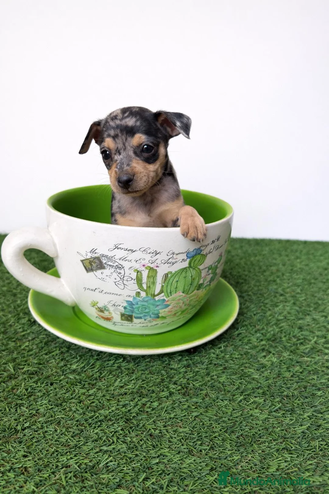 Ratón de Praga perros en venta: RATON DE PRAGA EN BADAJOZ - Anuncio 2