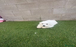 Bichón Maltés perros en venta: Bichon maltés toy - Imagen 11