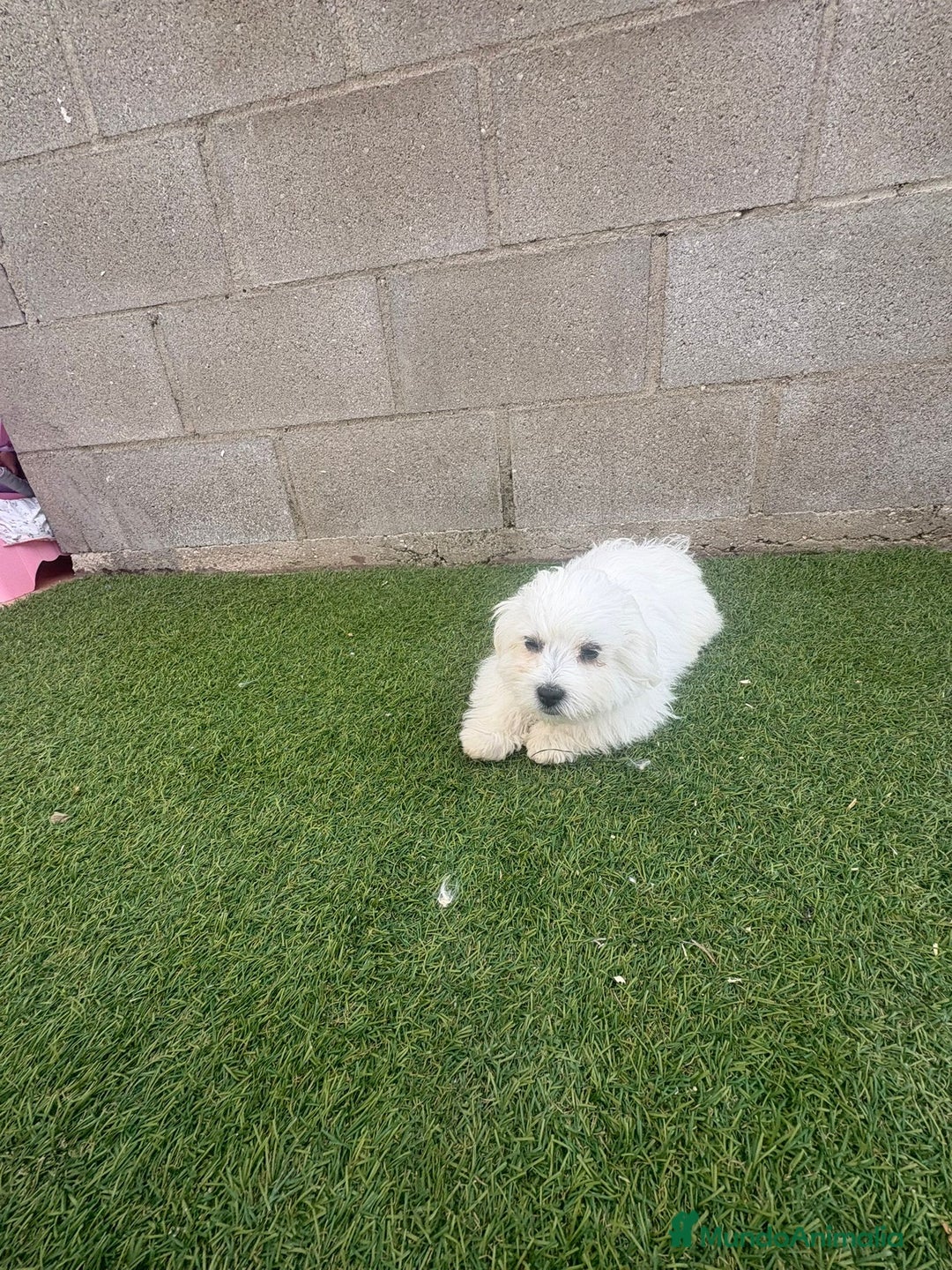Bichón Maltés perros en venta: Bichon maltés toy - Imagen 11