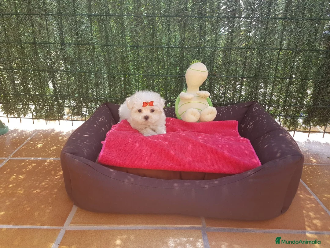 Bichón Maltés perros en venta: Bichón Maltés - Anuncio 2