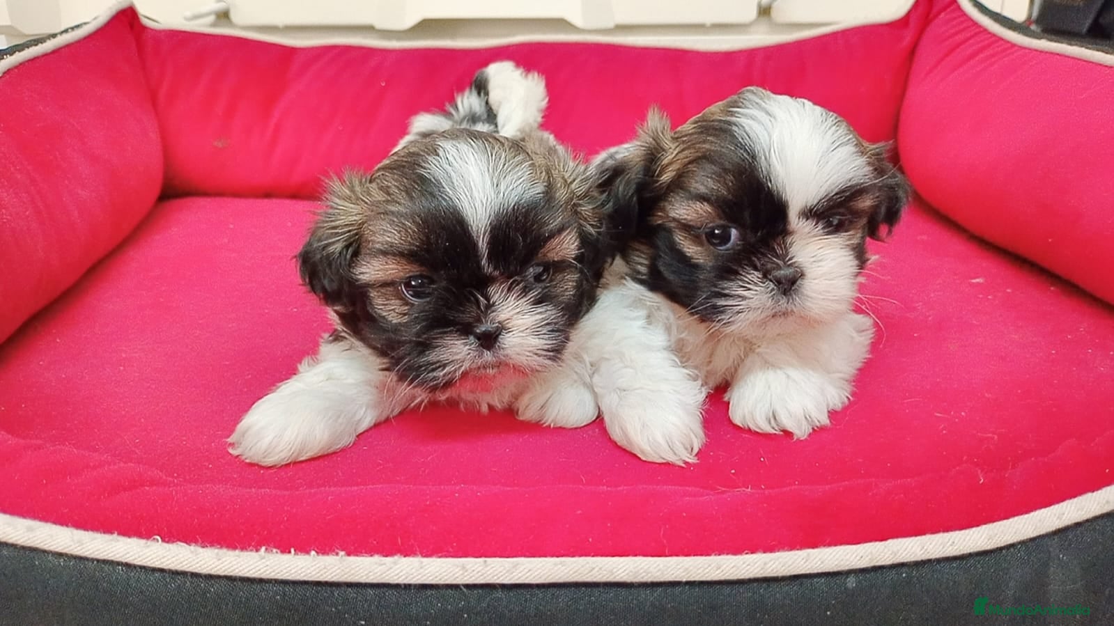 Shih Tzu perros shih tzu - Anuncio 1
