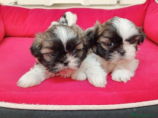 Shih Tzu perros shih tzu - Anuncio 1