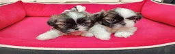 Shih Tzu perros en venta: shih tzu - Anuncio 1