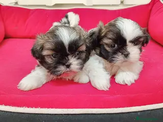 Shih Tzu perros shih tzu - Anuncio 2