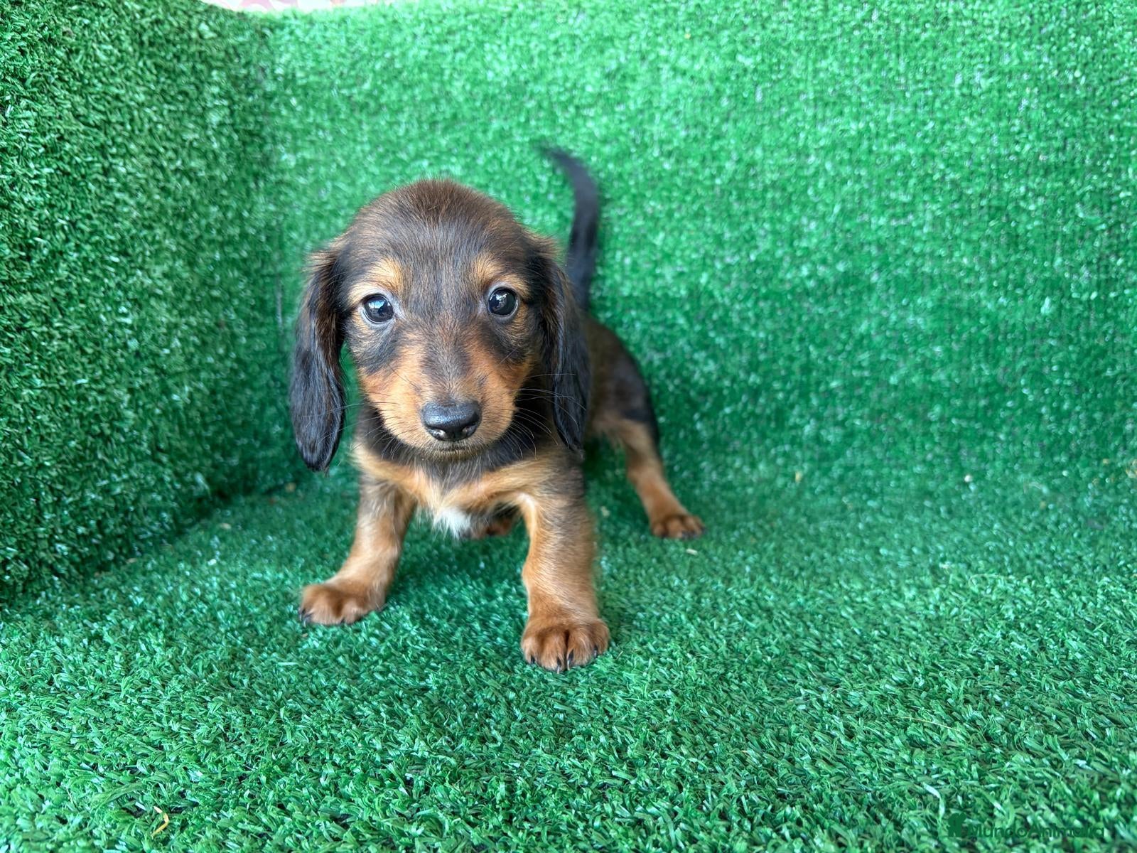 Teckel Miniatura perros en venta: teckel miniatura - Anuncio 2