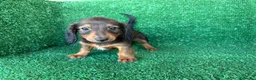 Teckel Miniatura perros en venta: teckel miniatura - Anuncio 1