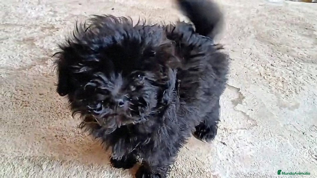 Caniche Enano perros en venta: **OFERTA AGOSTO** MACHITO POMAPOO, PELO BRILLANTE - Imagen 3