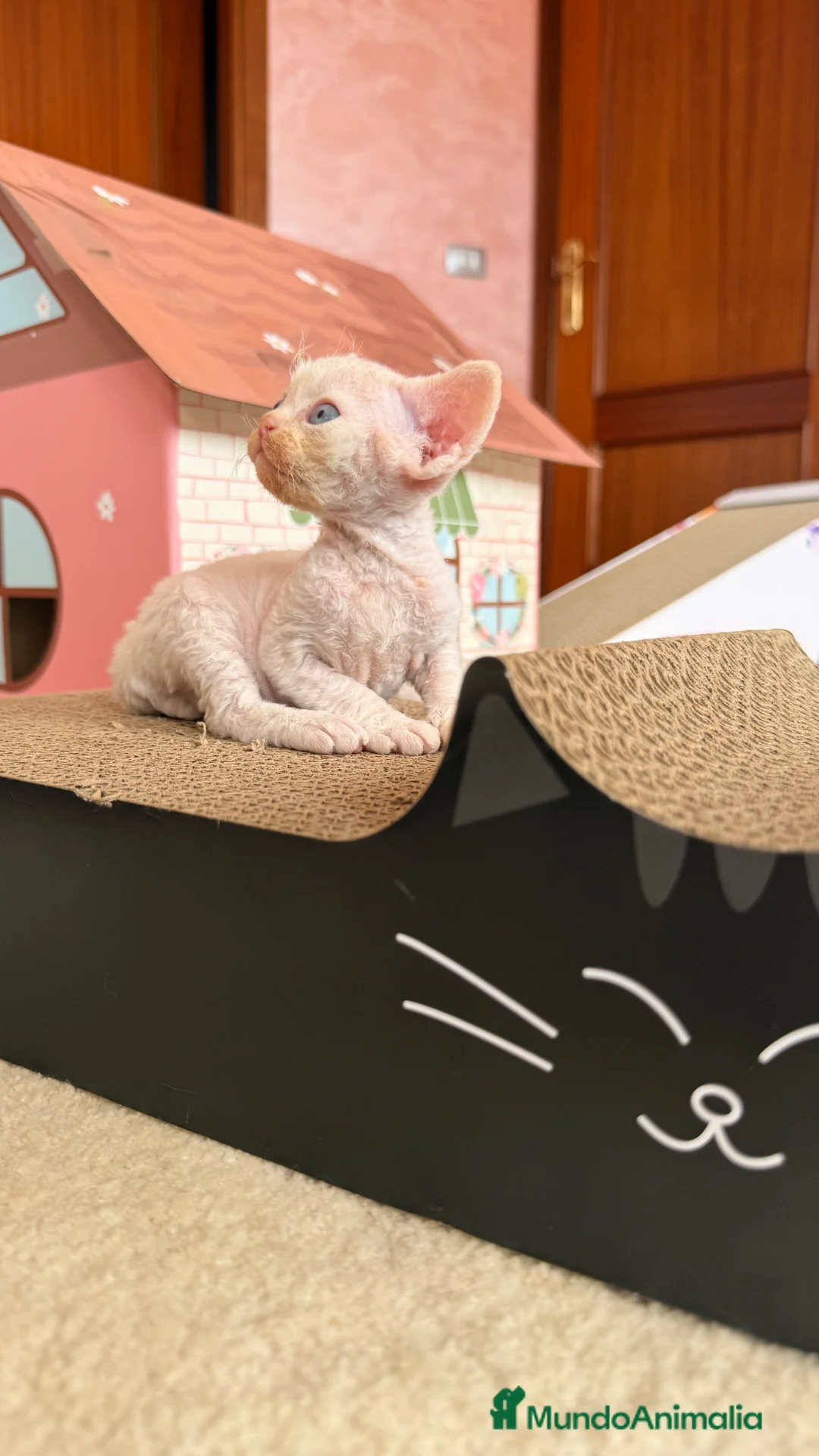 Devon Rex gatos en venta: Devon Rex  en Santa Cruz de Tenerife - Anuncio 2