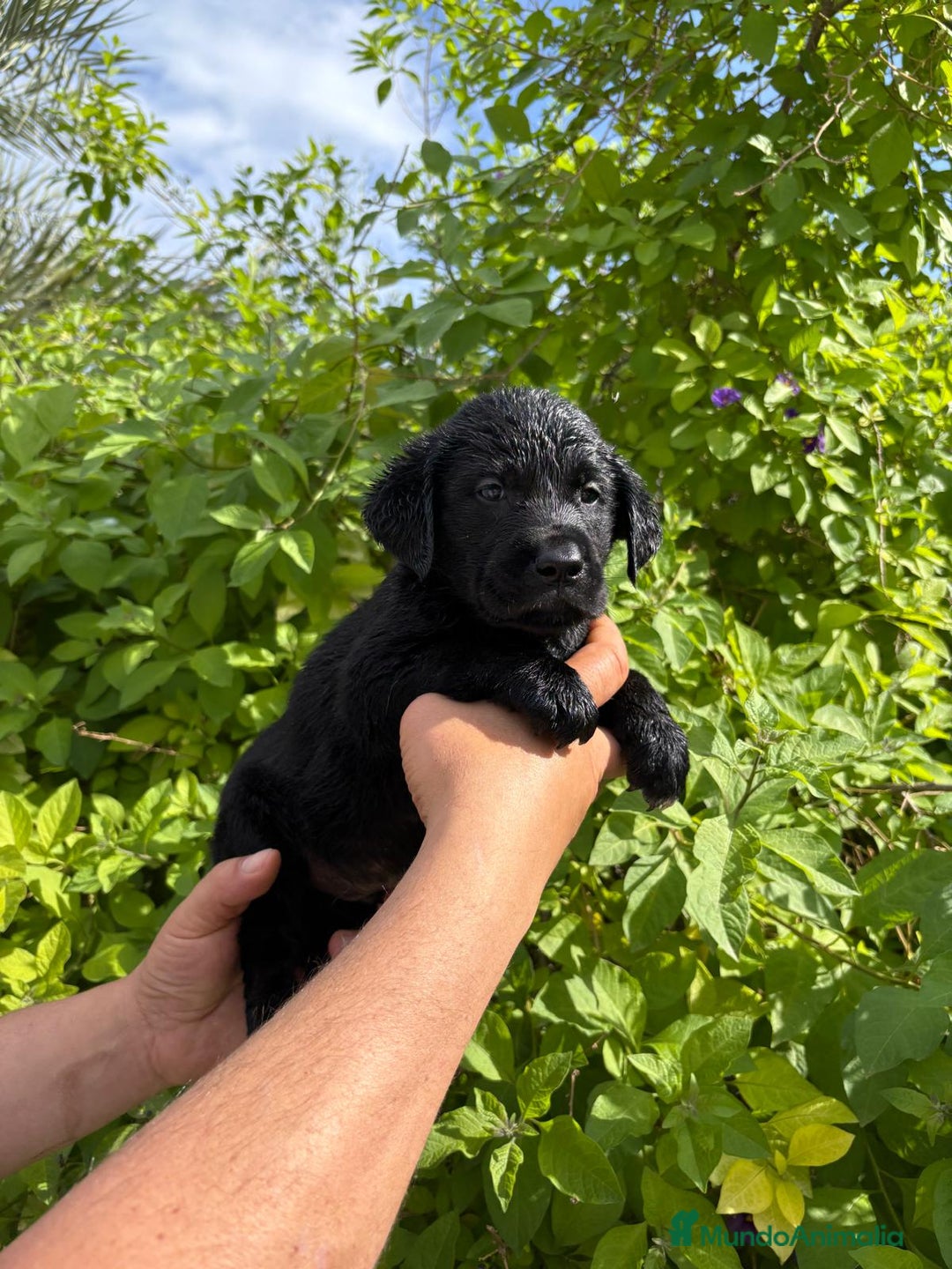 Labrador Retriever perros en venta: Labrador blanco macho - Imagen 2