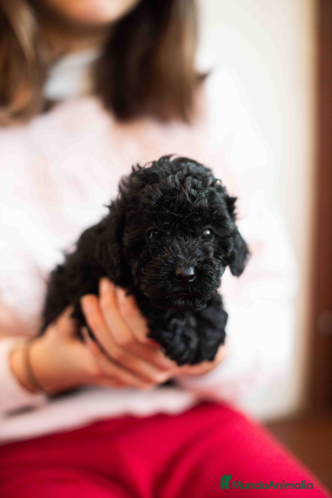 Caniche Toy perros en venta: Caniche toys negros - Anuncio 4