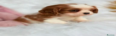 Cavalier King Charles Spaniel Cachorro 1