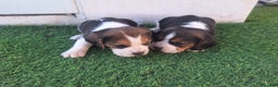 Beagle perros en venta: Preciosos beagles en Almería - Anuncio 2