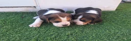 Beagle perros en venta: Preciosos beagles en Almería - Anuncio 2