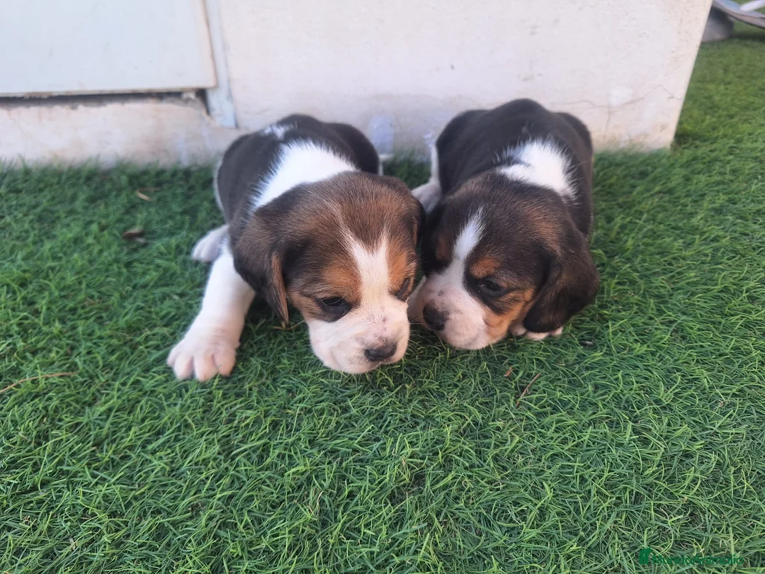 Beagle perros en venta: Preciosos beagles en Almería - Anuncio 2