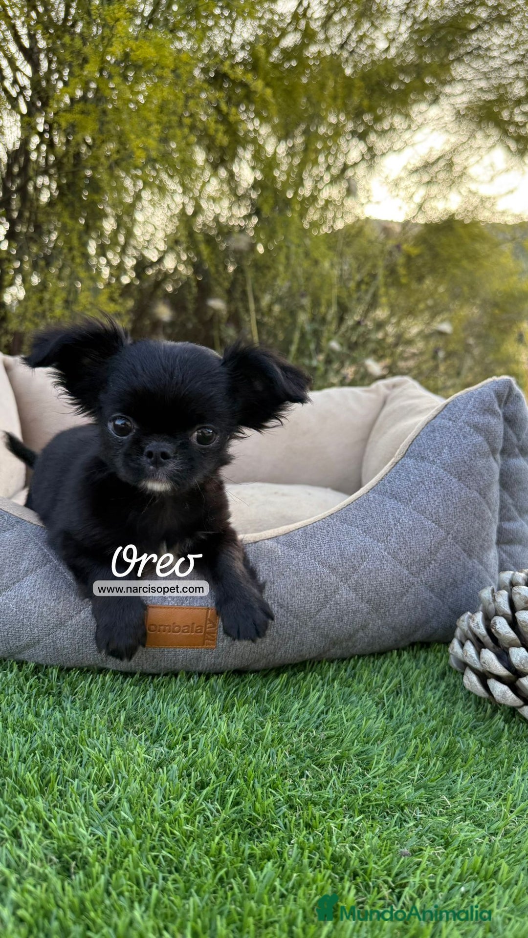Chihuahua perros en venta: CHIHUAHUA TOY PELO LARGO - Imagen 4