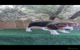 Beagle perros en venta: último cachorro de Beagle!! - Imagen 4