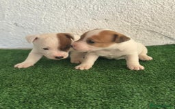 Jack Russell Terrier perros en venta: Jack Russell  - Imagen 3