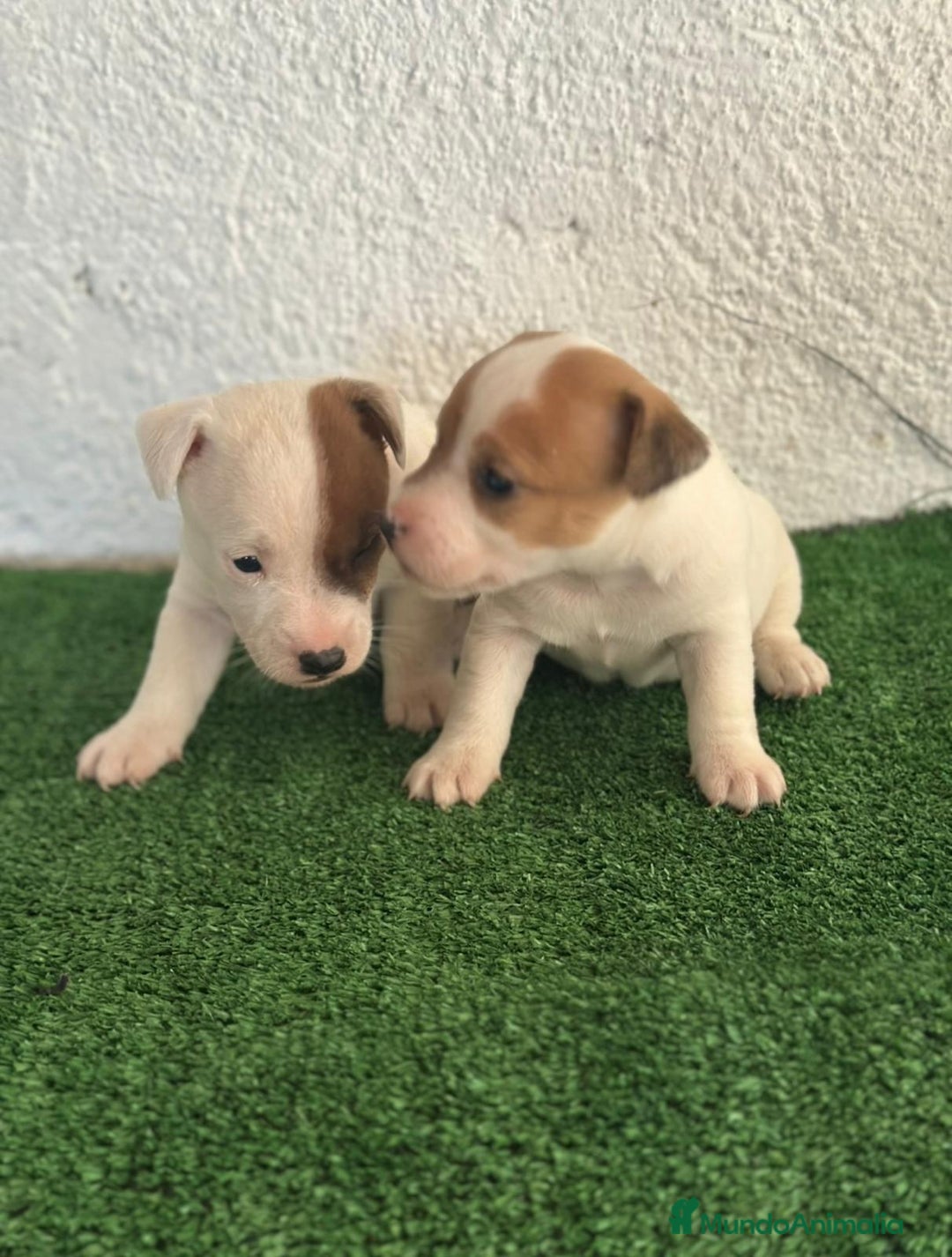 Jack Russell Terrier perros en venta: Jack Russell  - Imagen 3