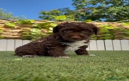 Perro de Agua Español perros en venta: PERRO DE AGUA ESPAÑOL MACHO - Imagen 7