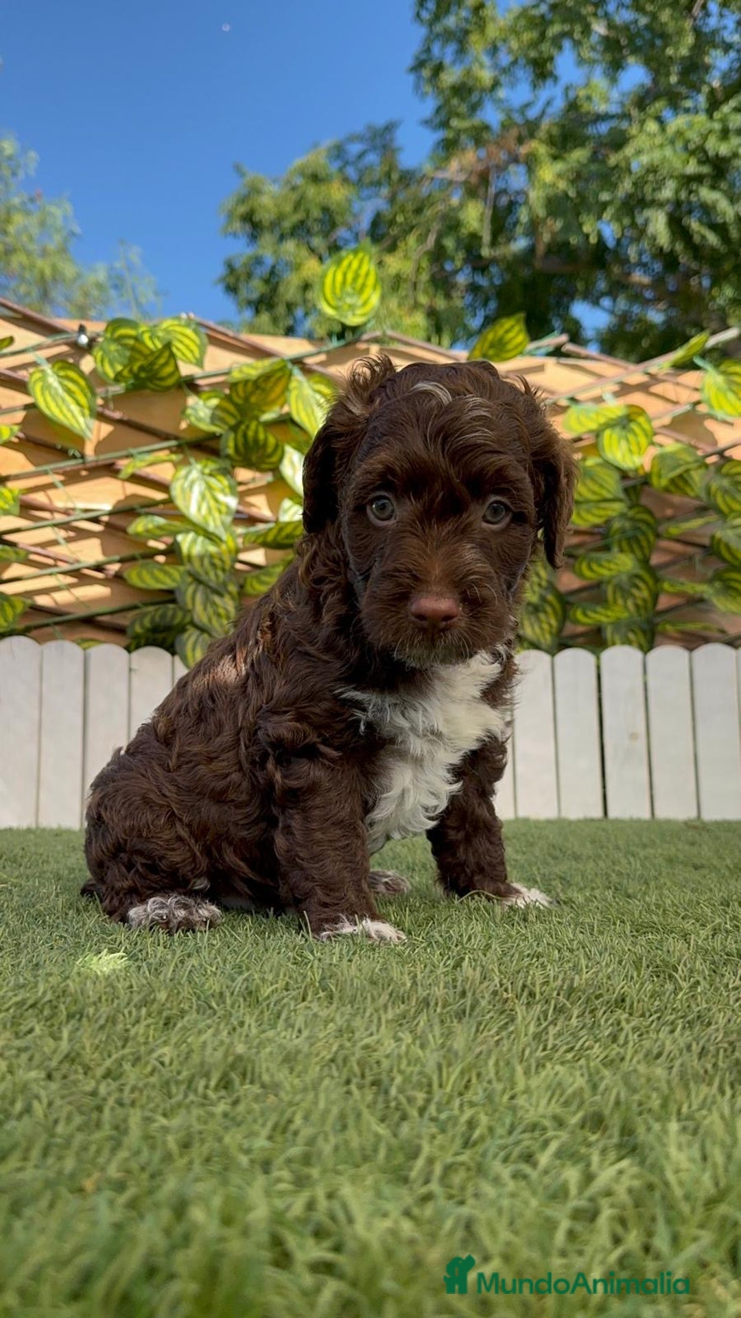Perro de Agua Español perros en venta: PERRO DE AGUA ESPAÑOL MACHO - Imagen 7