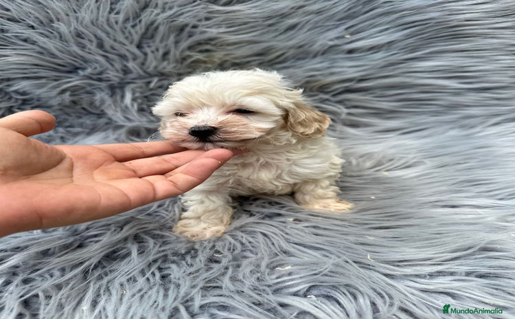 Maltipoo perros - Anuncio 1